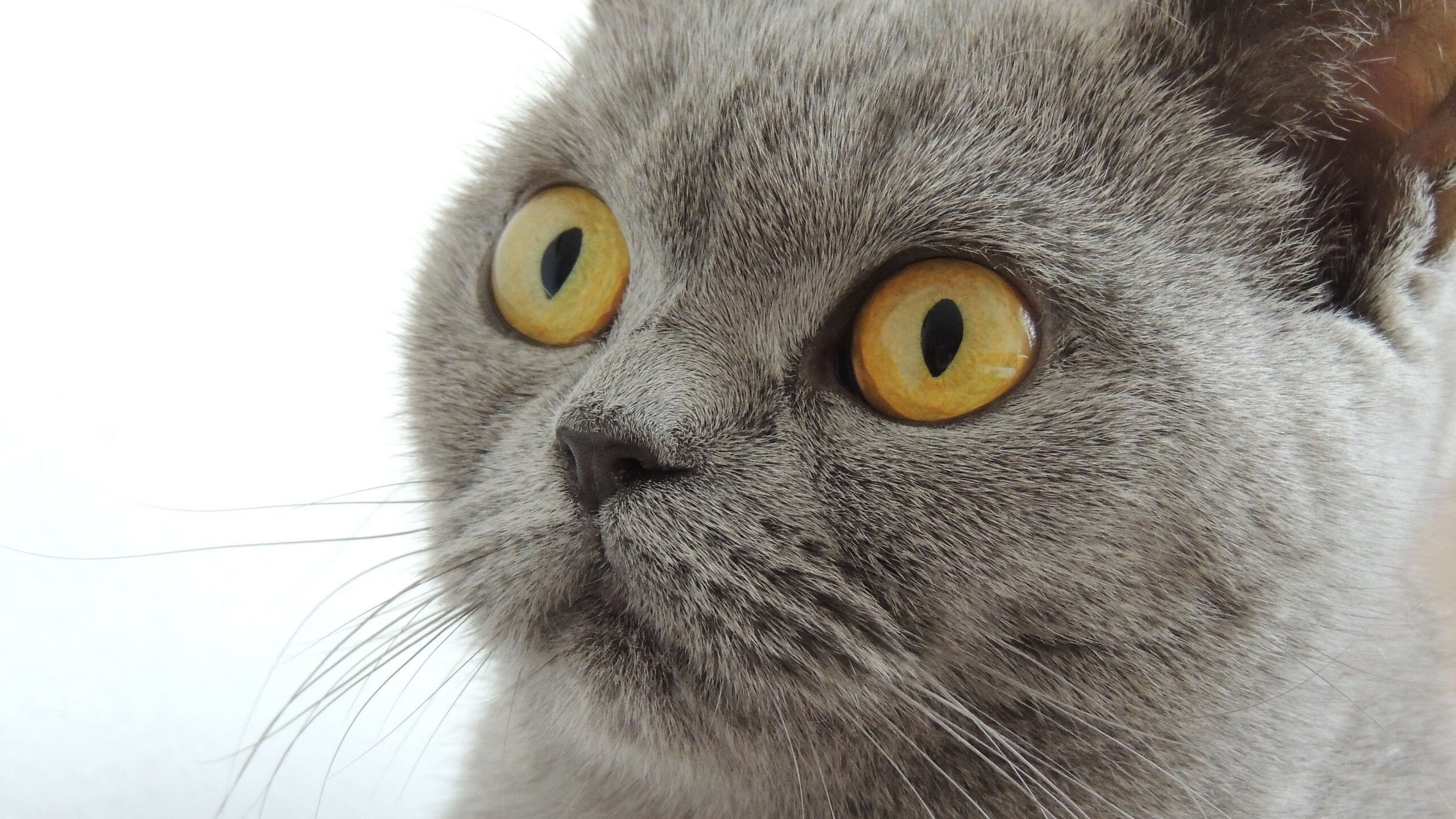 联合杯的完美序章，穆雷扛起全队，以翻盘之姿剑指年终总决赛