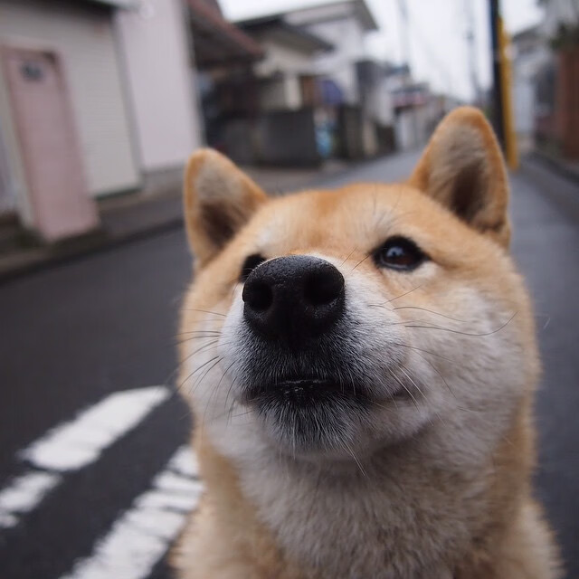 棋盘上的绝对主宰，当戴维斯杯鏖战燃至美网，德约科维奇如何统治全场？
