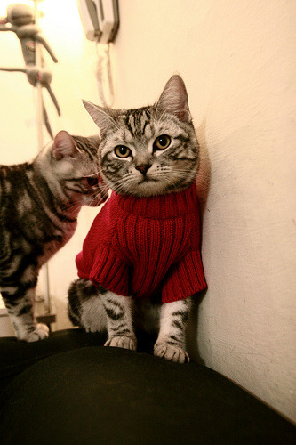 格纳布里一击定乾坤,几内亚的封锁战术如何冰封冰岛?