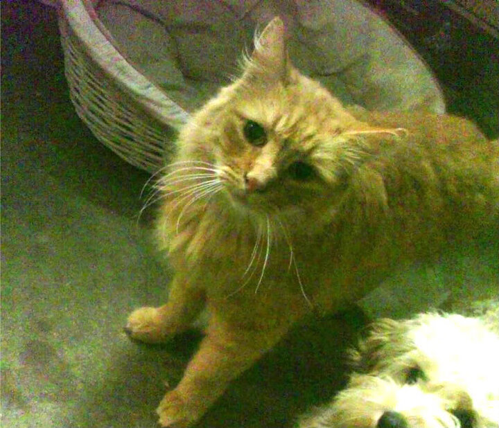 魔法失效，群鹫掠阵，塔图姆全能风暴撕裂奥兰多