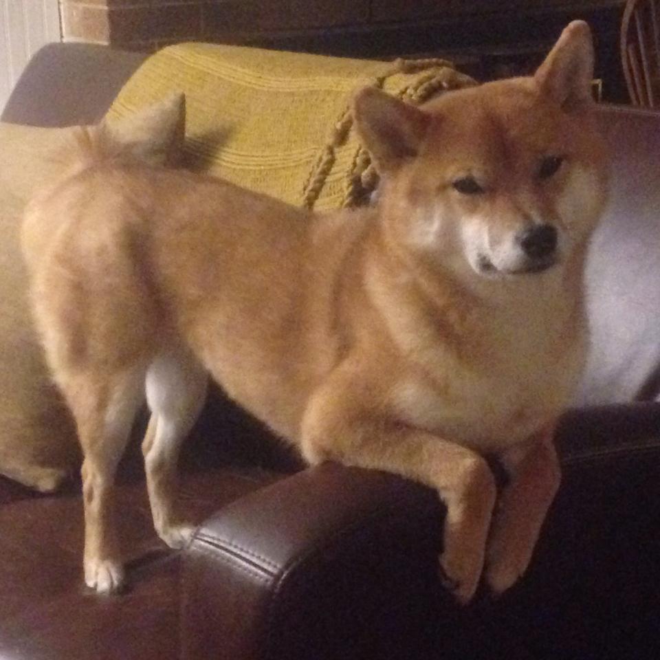 魔法失效，群鹫掠阵，塔图姆全能风暴撕裂奥兰多