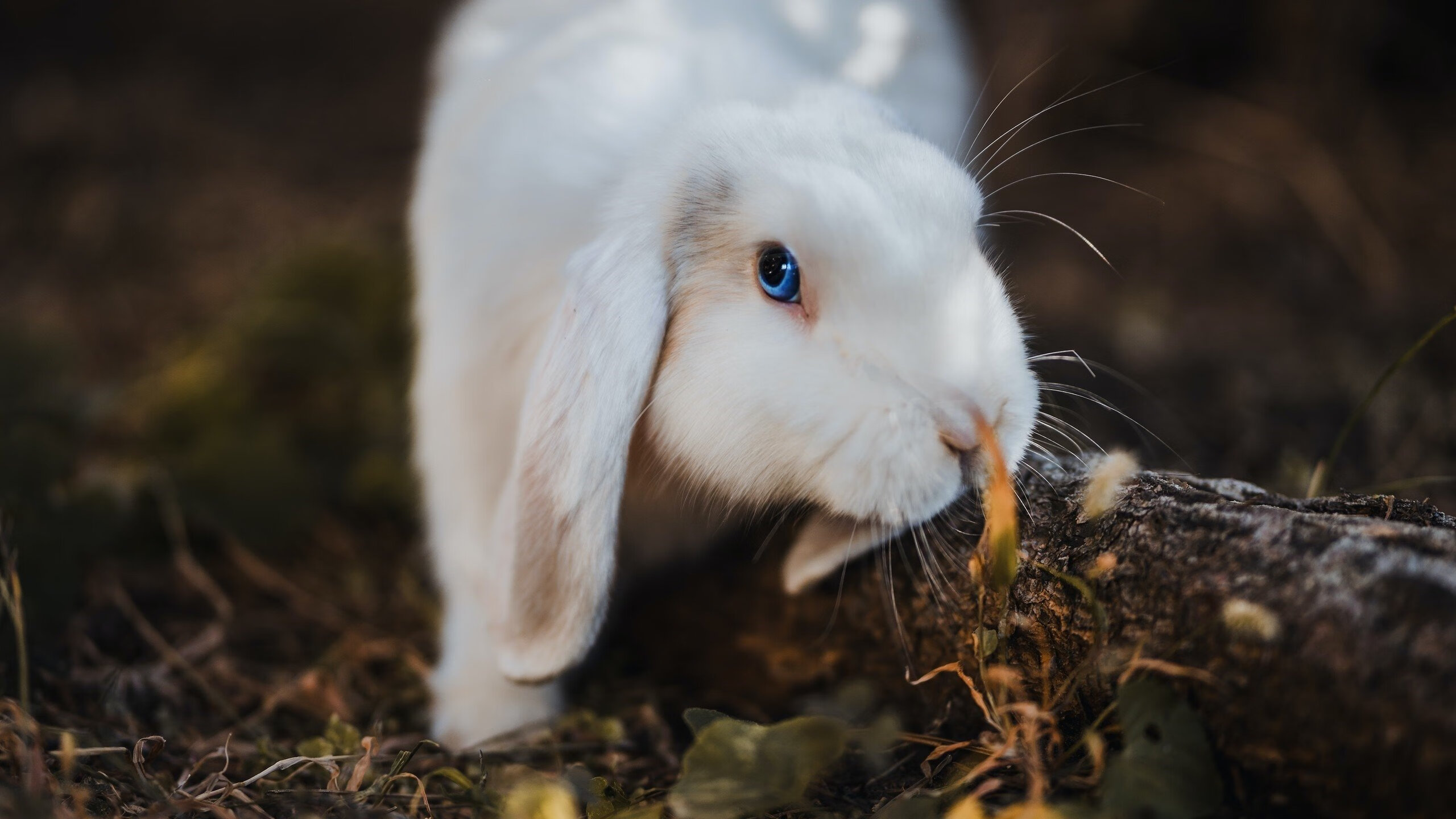 绿茵智慧颠覆硬木战场,厄德高跨界闪耀NBA总决赛之夜