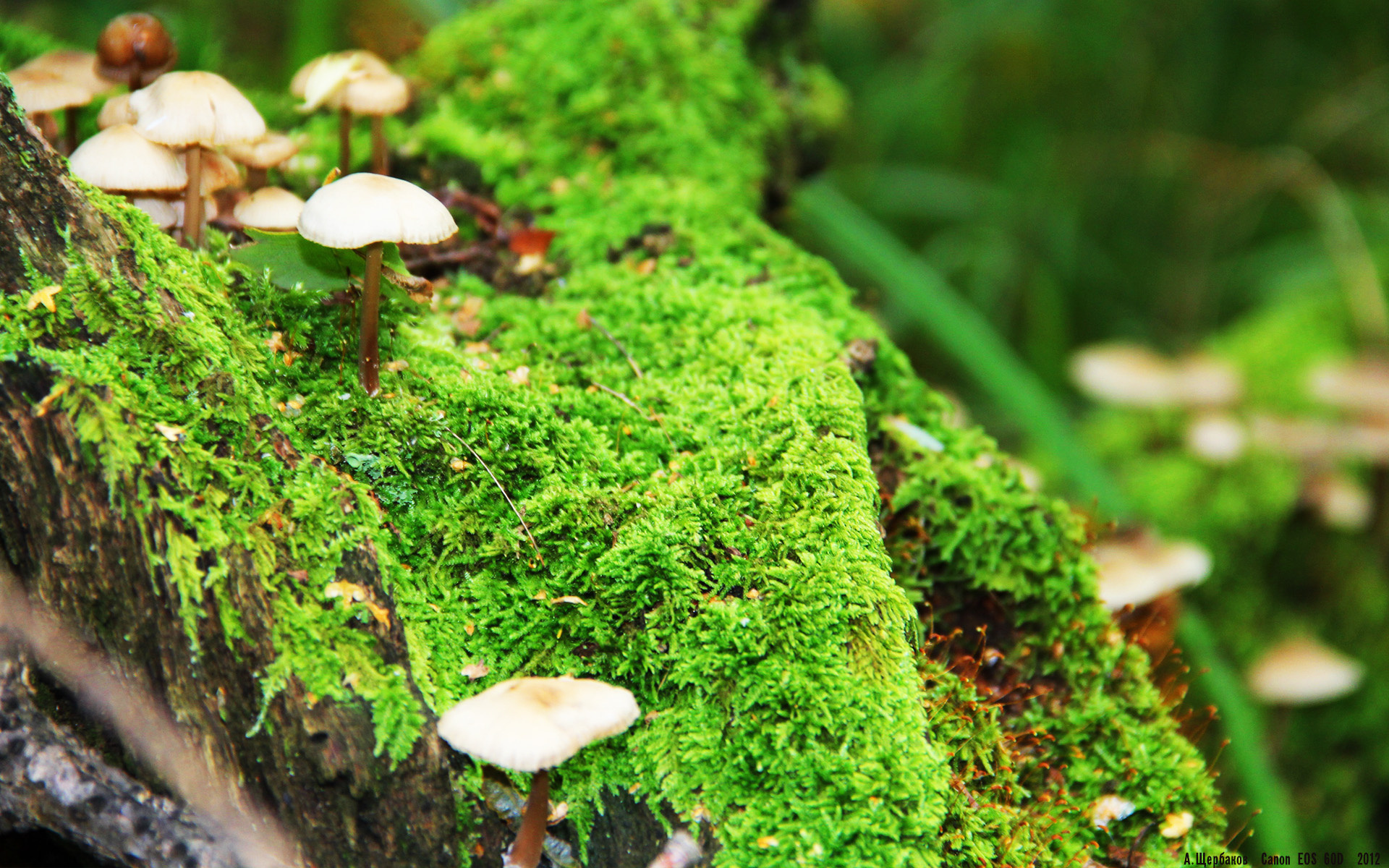 一夜定乾坤,爱德华兹在世界排名争夺战之夜的冠军级弑神表演