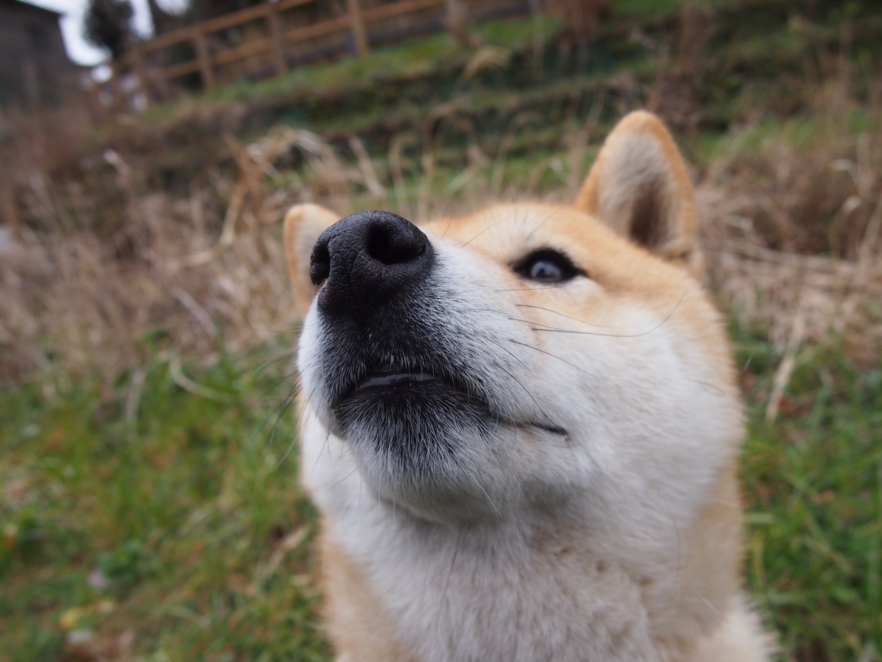 王牌与铁血军团，金玟哉的爆发如何独力抵抗阿尔及利亚的全面压制