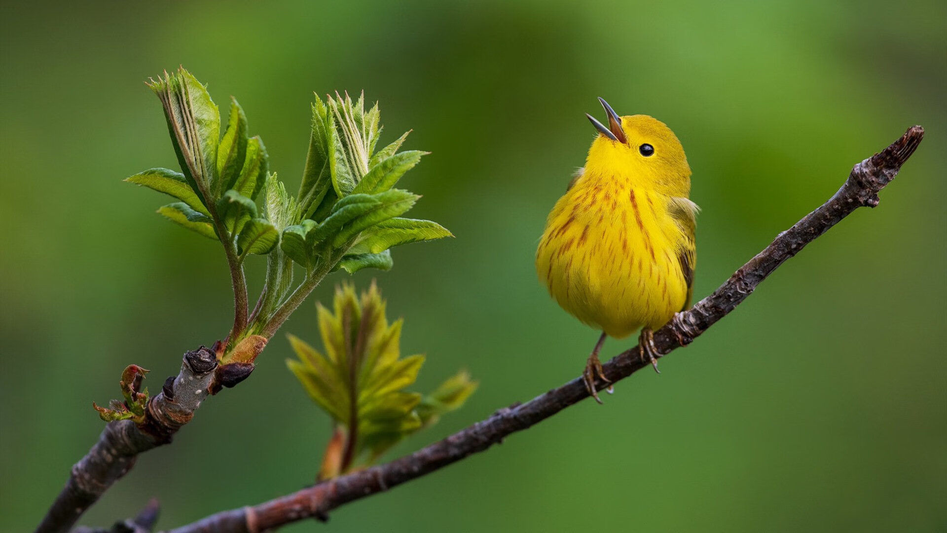 队史首胜！武切维奇绝杀改写尘封45年历史