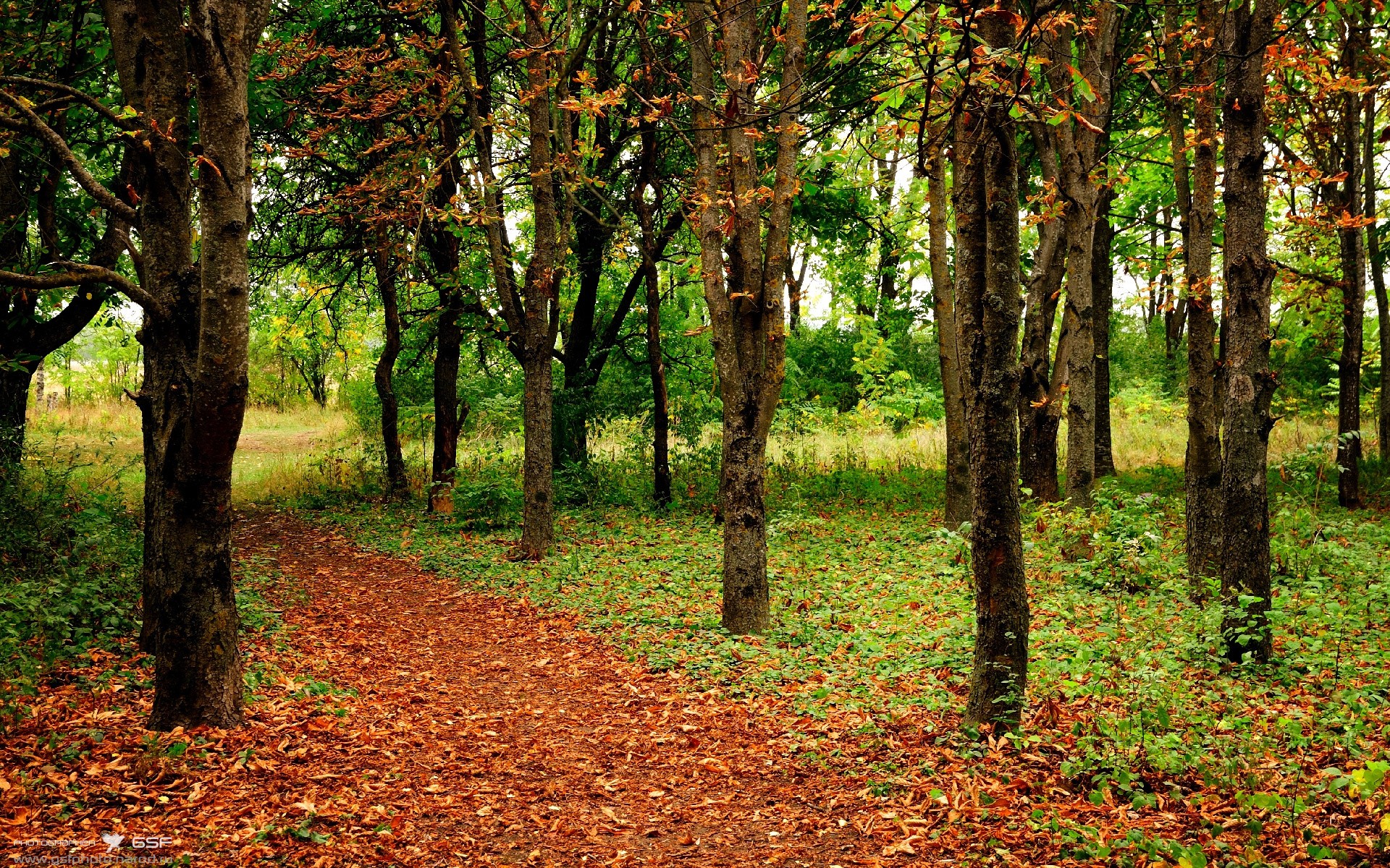 篮足交汇的奇迹夜,当总决赛遇见欧冠