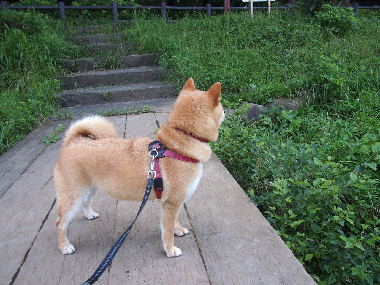 压制与颠覆,开拓者窒息防守钳制快船,武切维奇化身定鼎奇兵