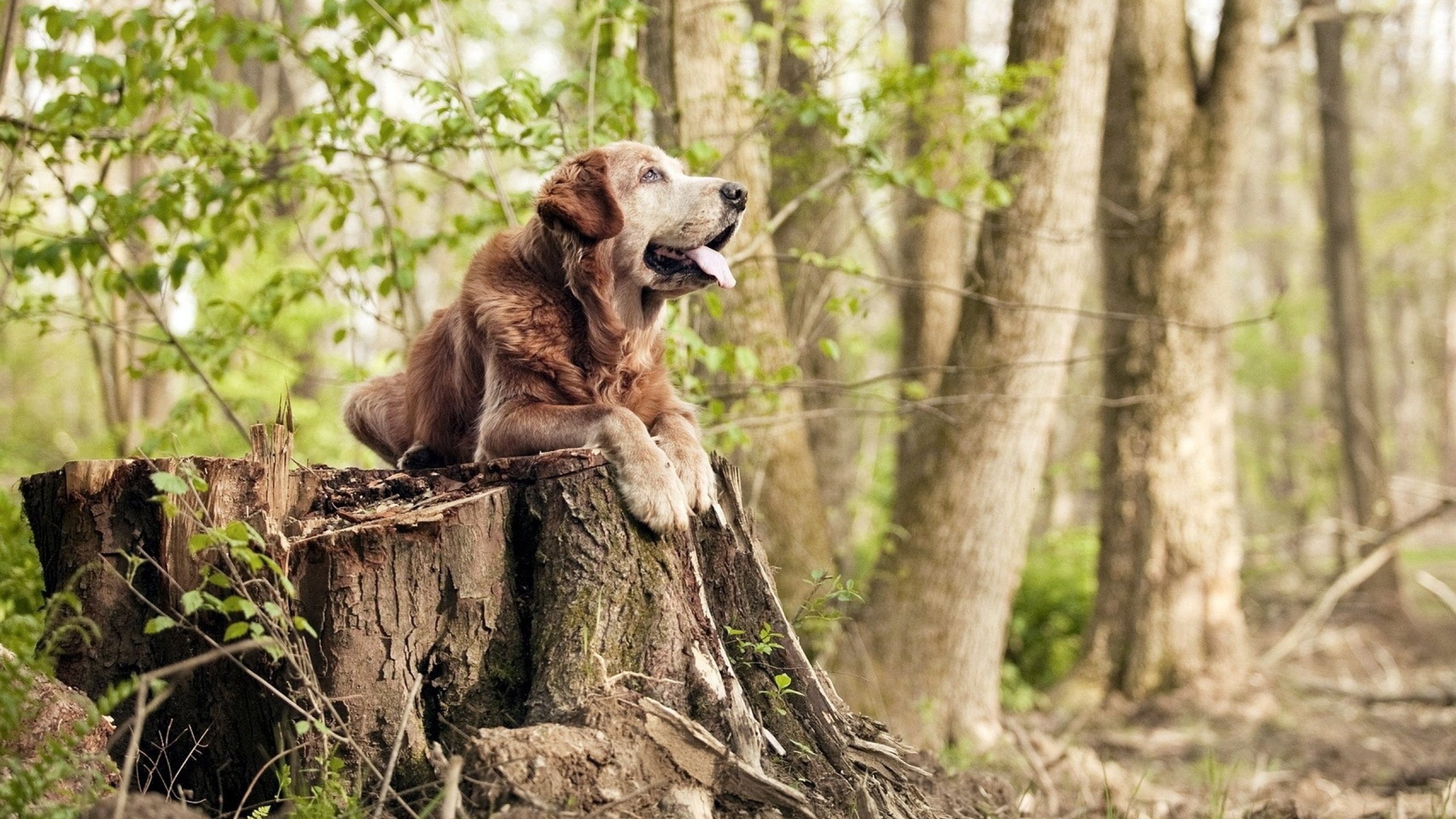红黑旋风席卷英伦，AC米兰击溃波兰铁血军团成英超争冠意外变量