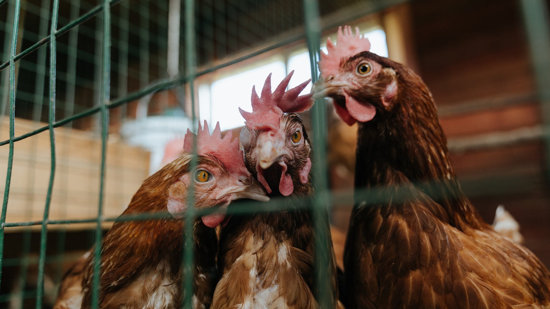 足坛巨星降临NBA，阿圭罗用双脚在总决赛写下跨界教科书