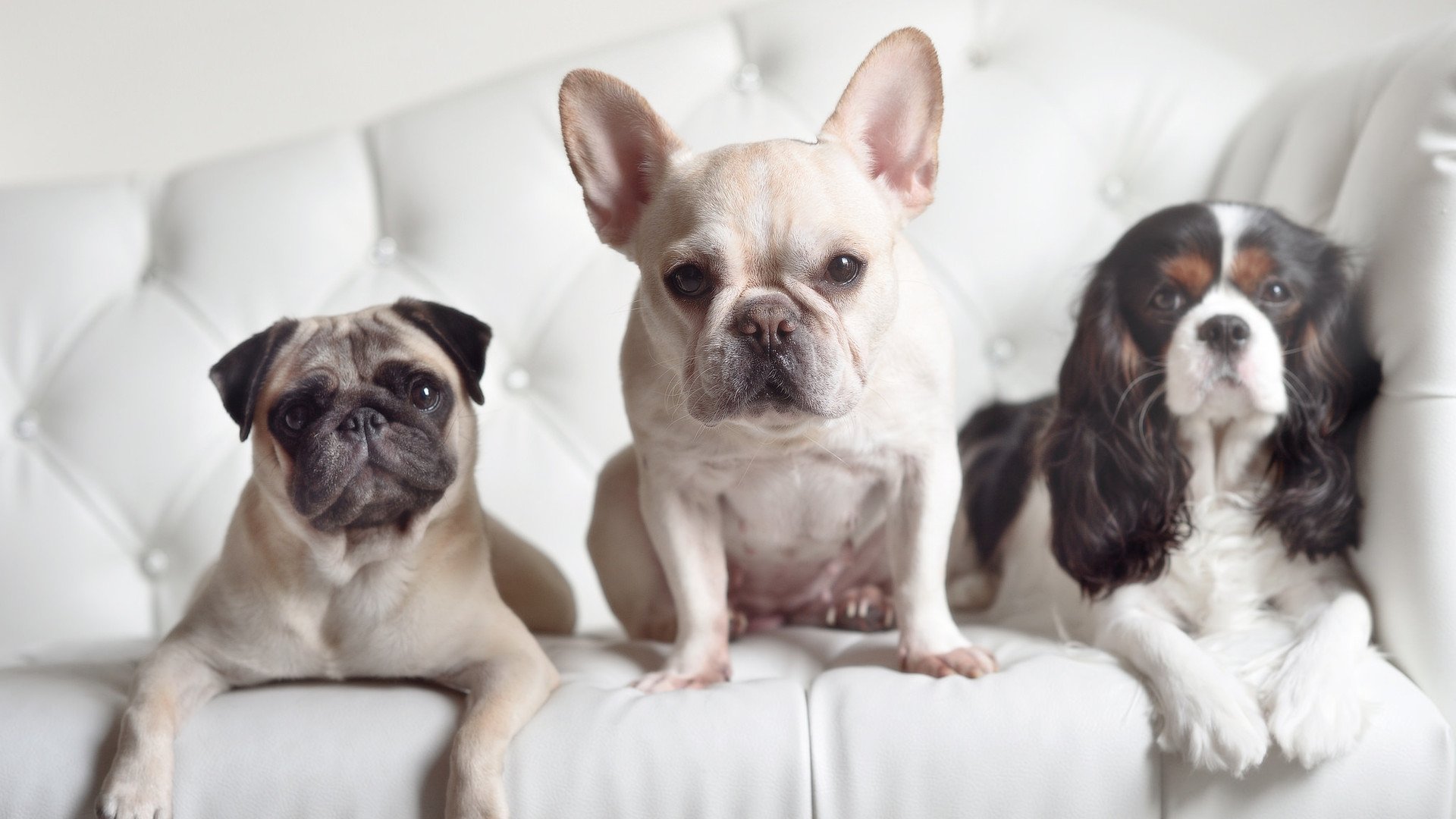 澳大利亚方程式破解红军队魂！京多安一推定江山