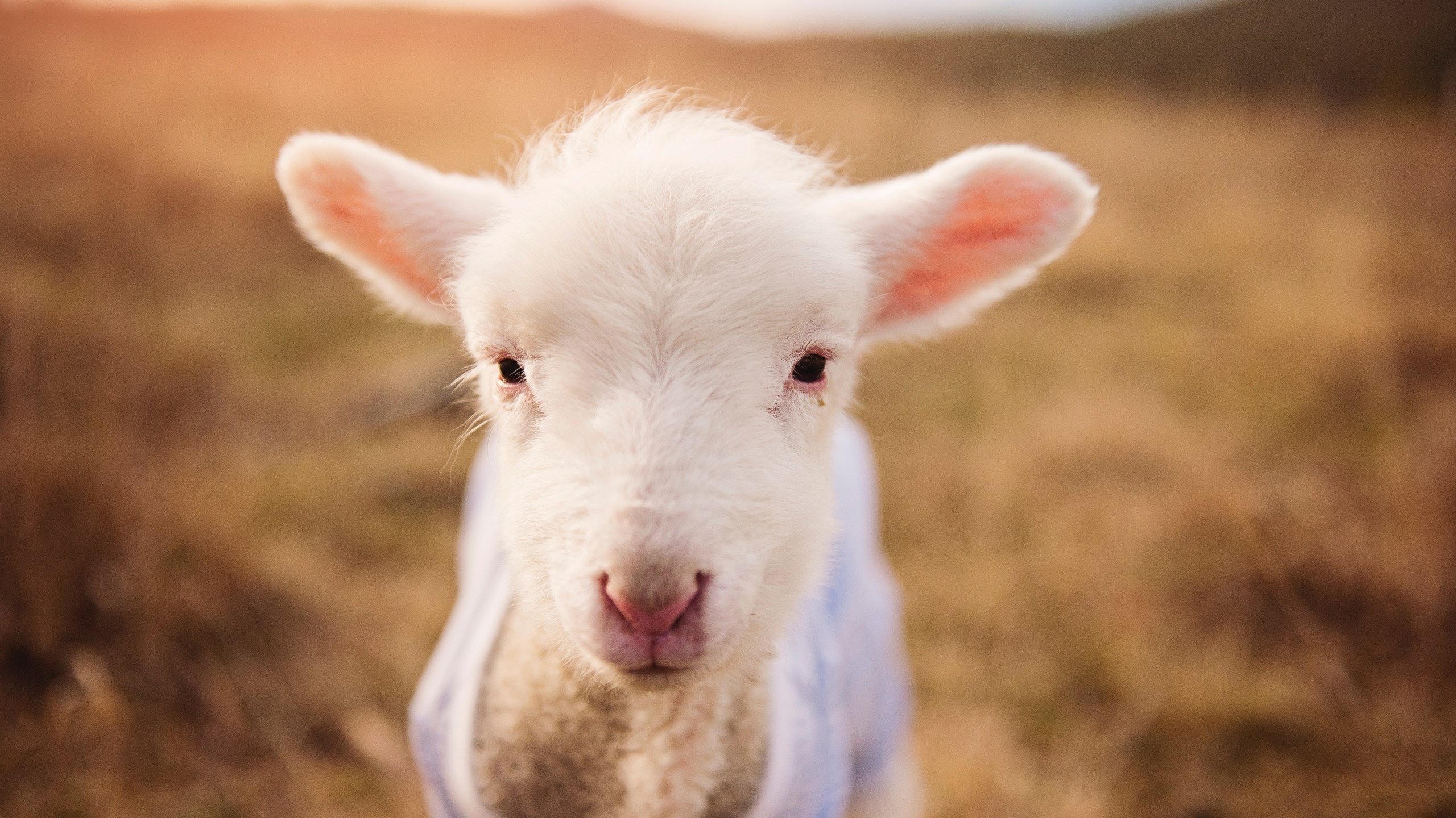 哥本哈根之战，当维尼修斯成为交响乐的指挥家