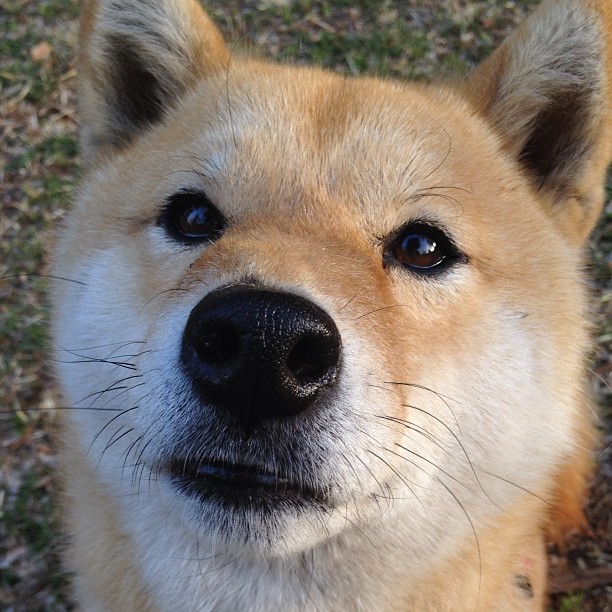 当新疆飞虎穿越NBA，江华指挥体系篮球对抗天赋洪流