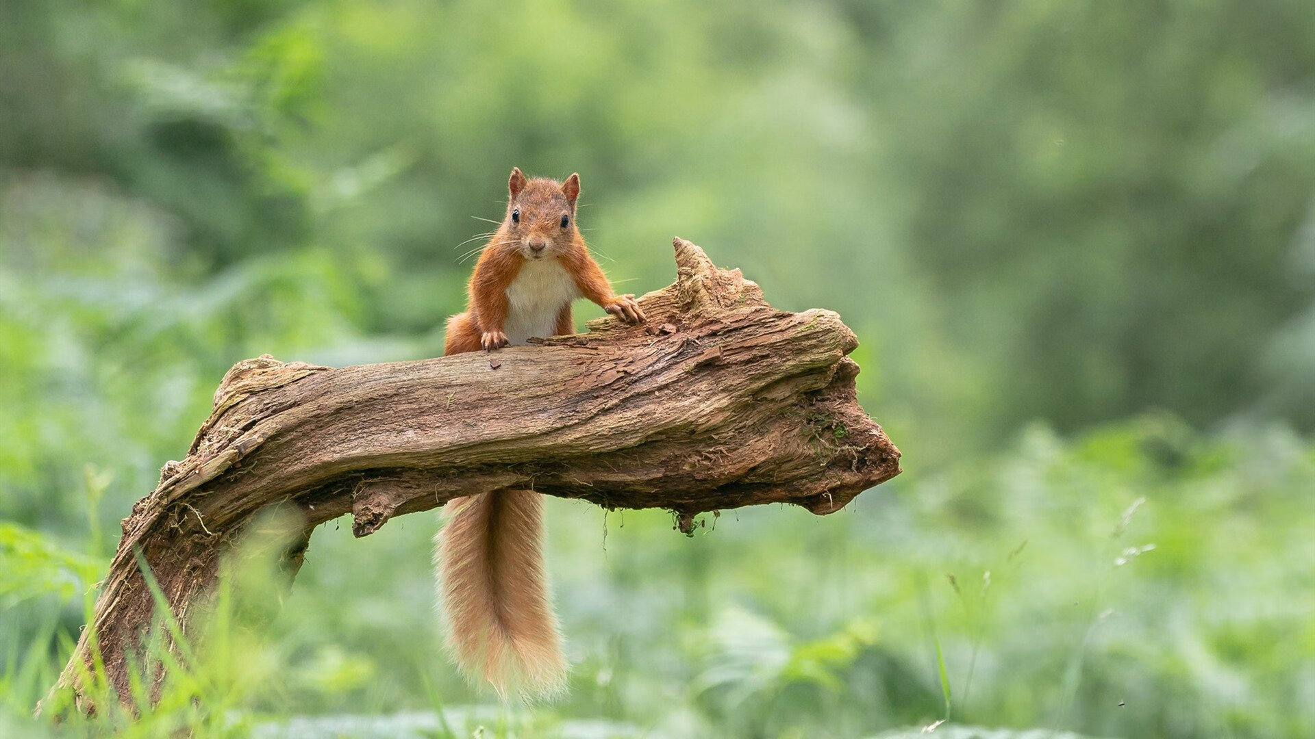 边界消失的下午,当巴黎强行终结克罗地亚,马丁内利在德甲接管比赛