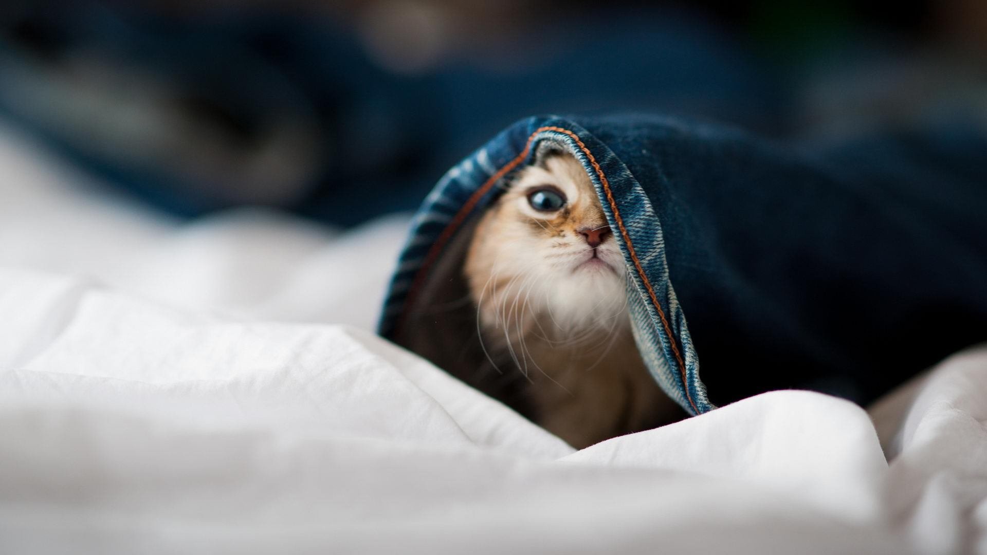 速度与战术的共鸣，狂胜红牛揭开新赛季启示录