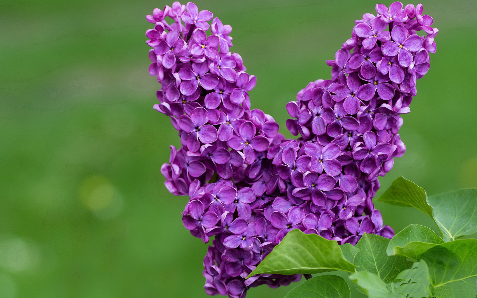 跨界神迹,当篮球皇帝主宰2026世界杯之夜,恩比德的满分答卷