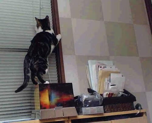 雄鹿血拼吉林队暗藏玄机，布克接管意甲焦点战，看似无关的王者觉醒