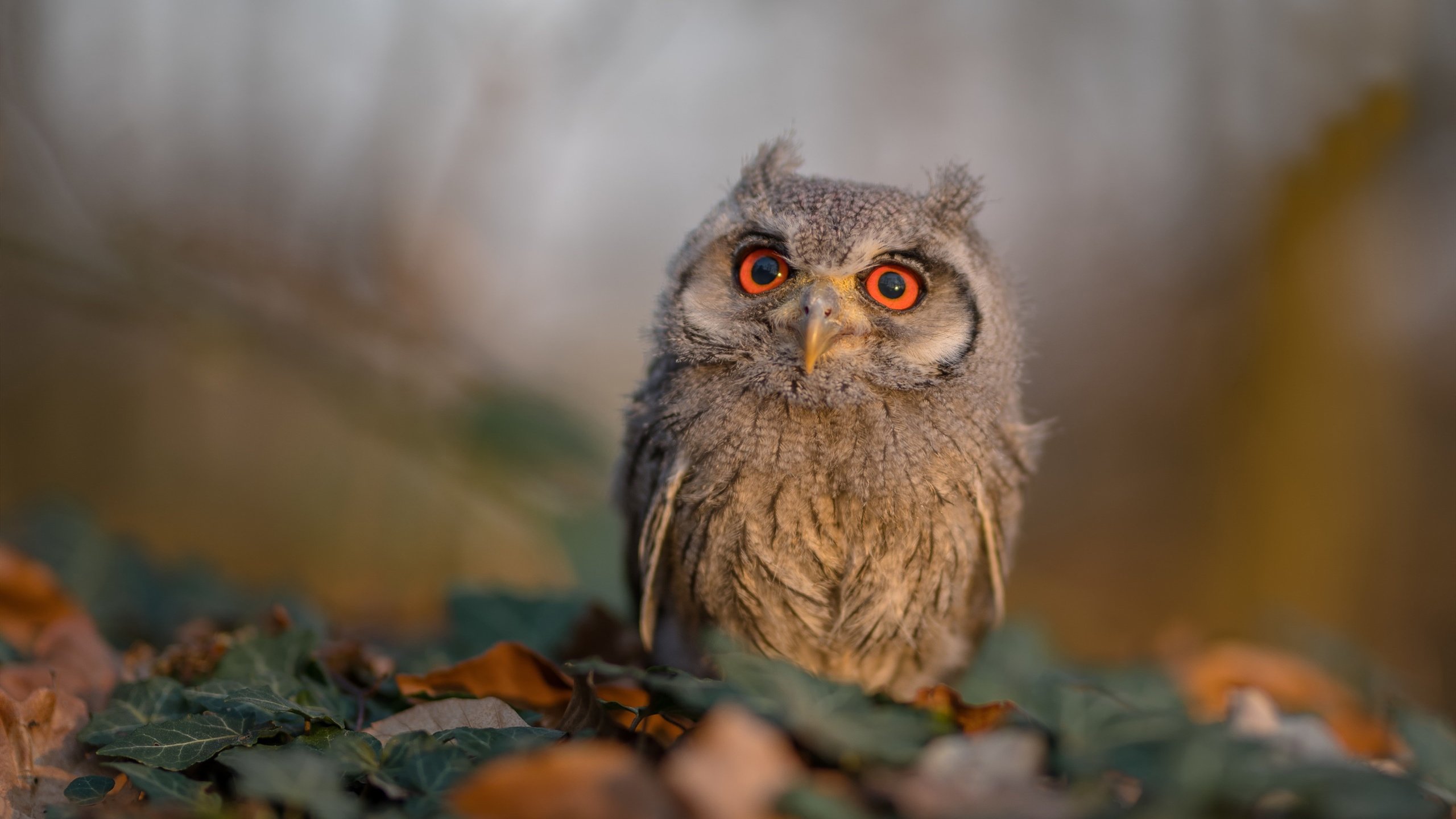 杰伦格林全场最佳无争议，森林狼完胜雷霆