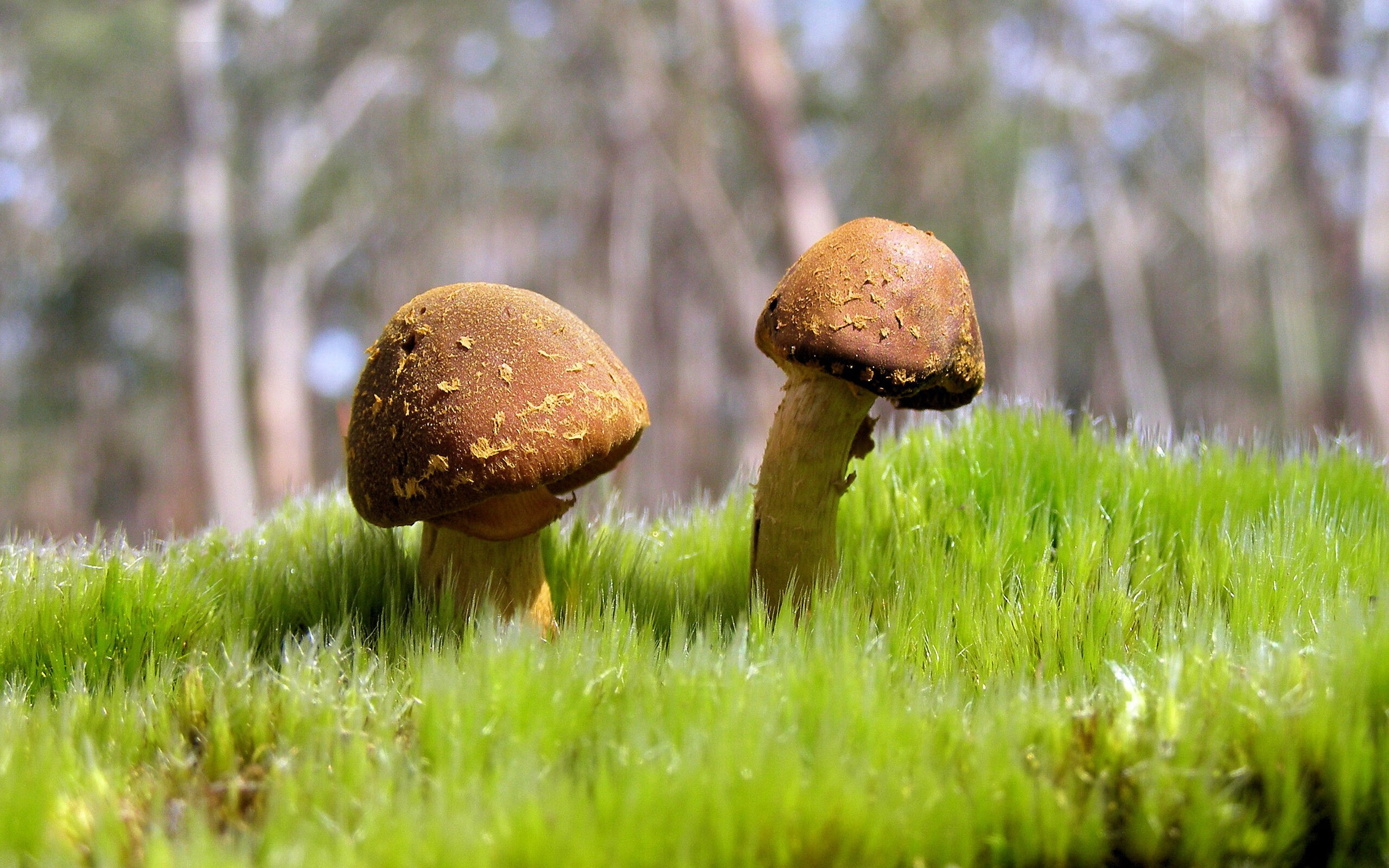 杰伦格林全场最佳无争议，森林狼完胜雷霆