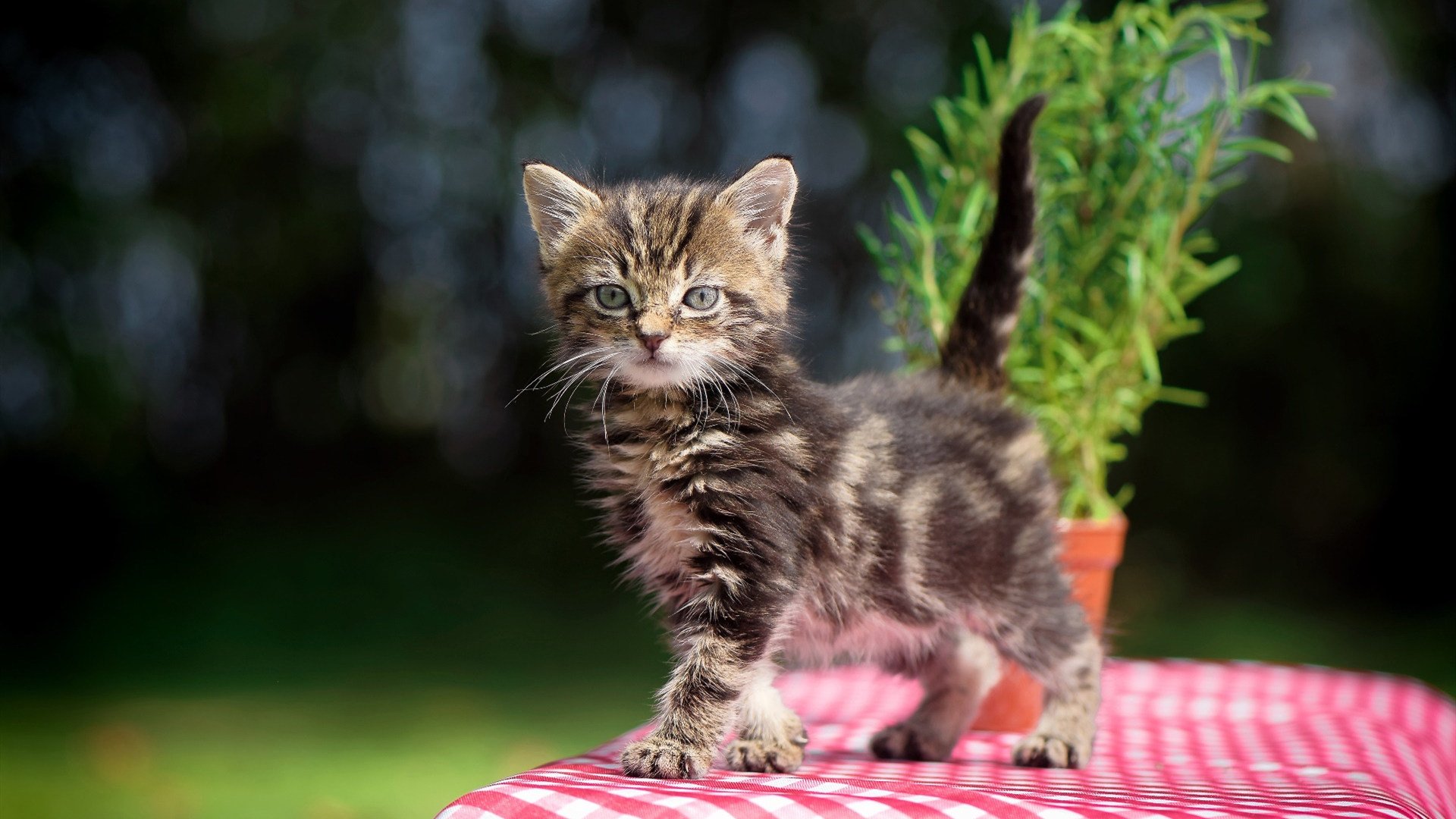 鏖战之夜定鼎峰，阿克统治全场，世界排名争夺战迎来新王